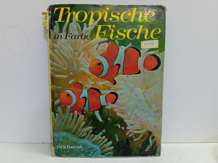 Tropische in Farbe Fische 