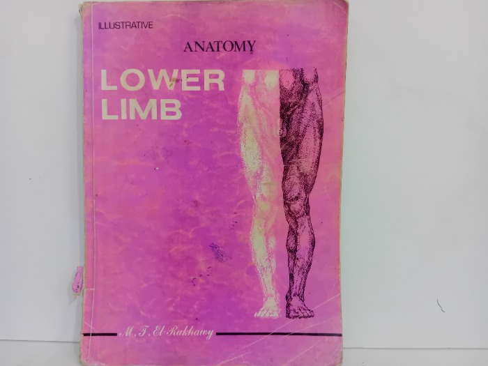 ANATOMY LOWER LIMB